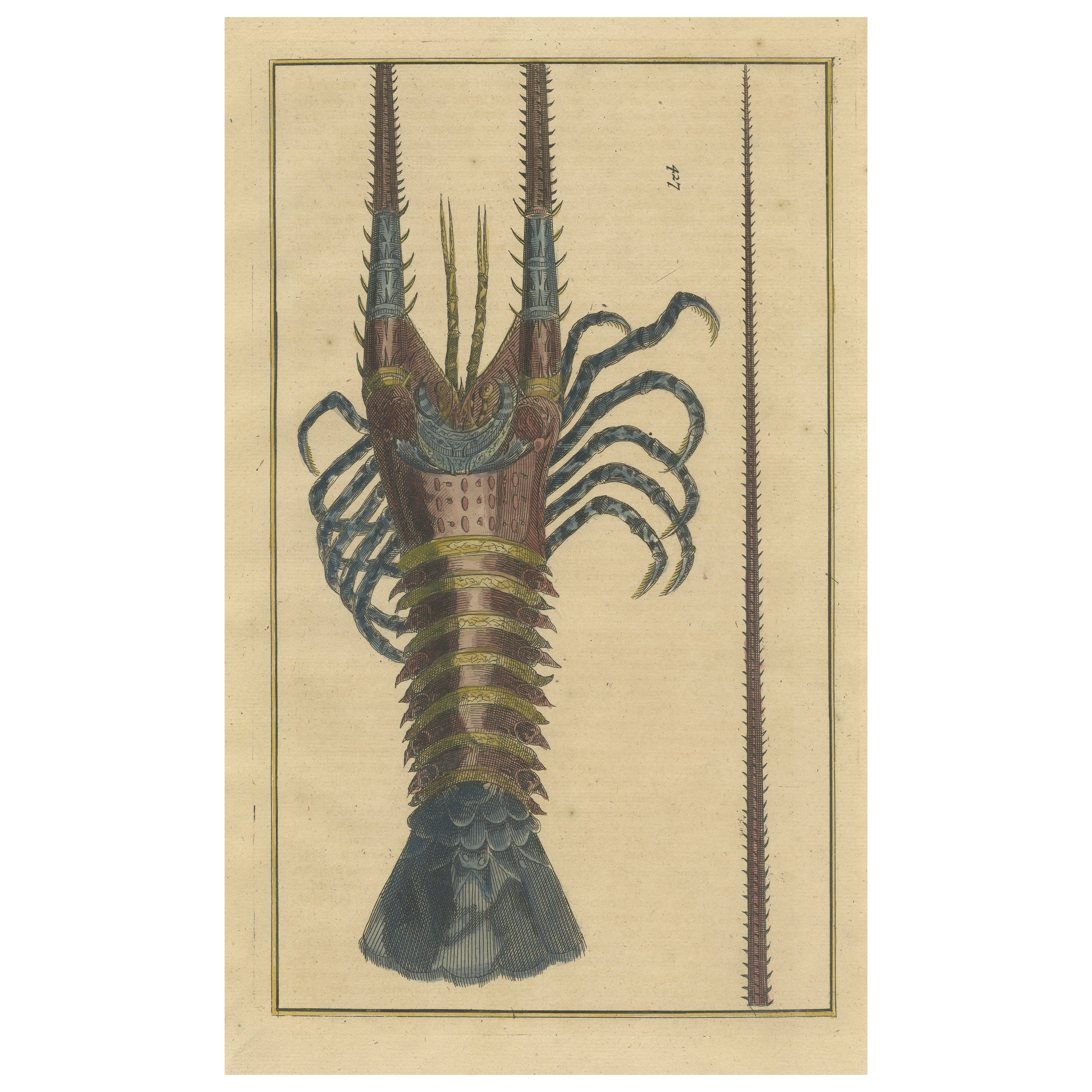 Colored Antique Print of a Lobster For Sale