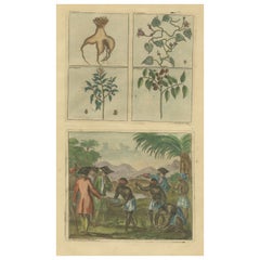 Gravure ancienne colorée de plantes, d'arbres et d'indigènes indonésiens avec des hommes du COV