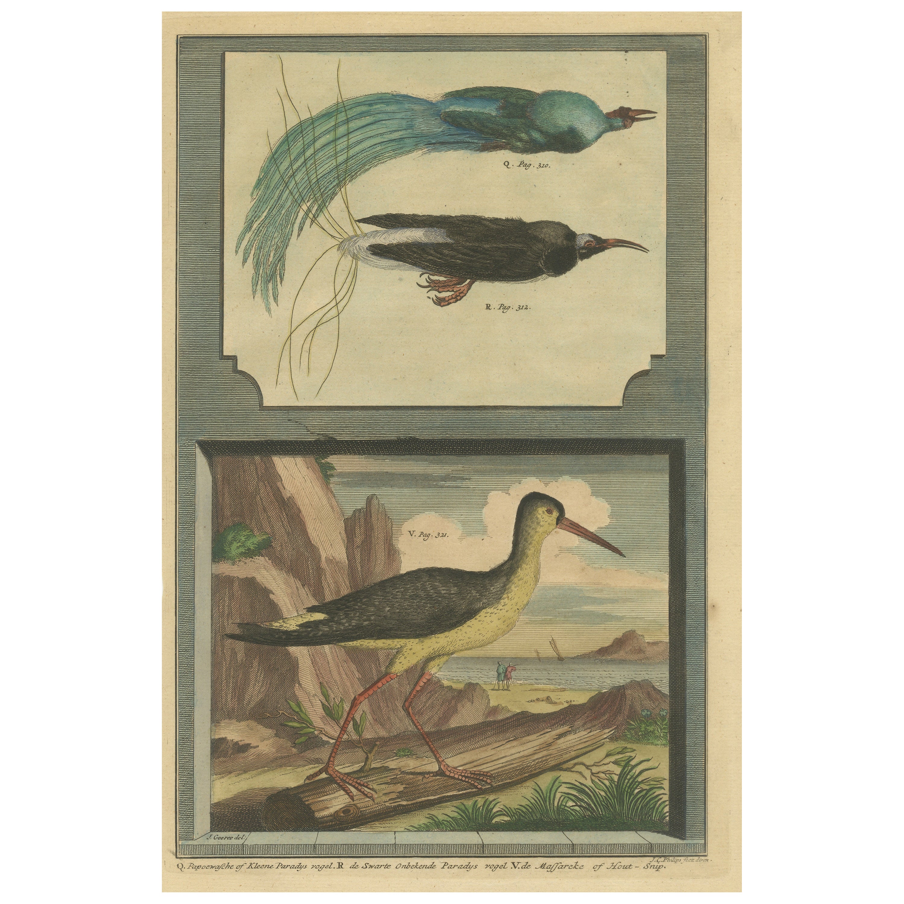 Colored Print of Birds of Paradise and the Eurasian Woodcock For Sale