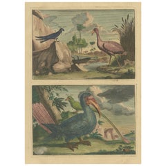 Impression ancienne colorée d'une hirondelle, d'un martin-pêcheur et d'autres oiseaux d'Indonésie