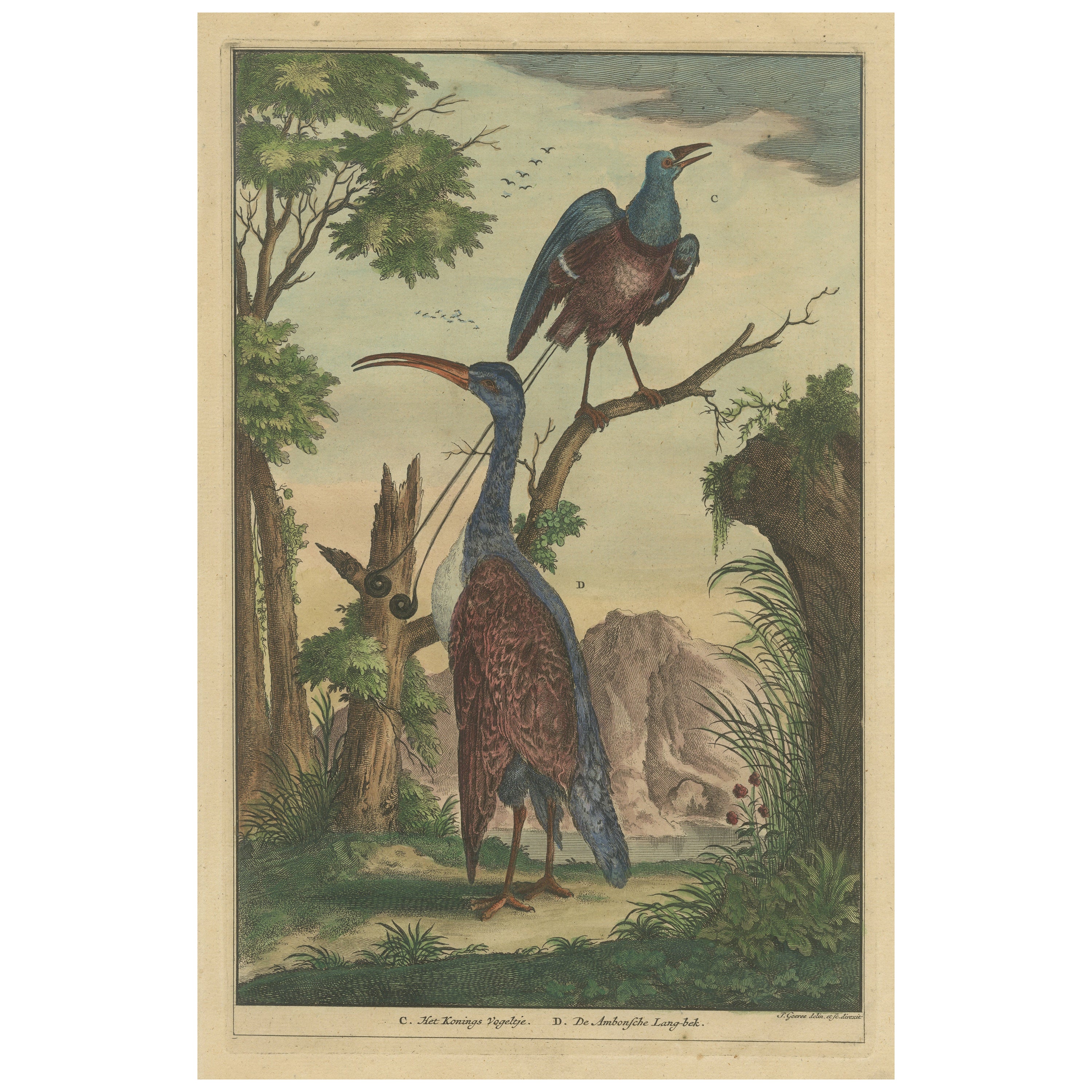 Colored Antique Print of a Bird of Paradise and other Bird native to Indonesia For Sale