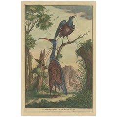 Colored Used Print of a Bird of Paradise and other Bird native to Indonesia