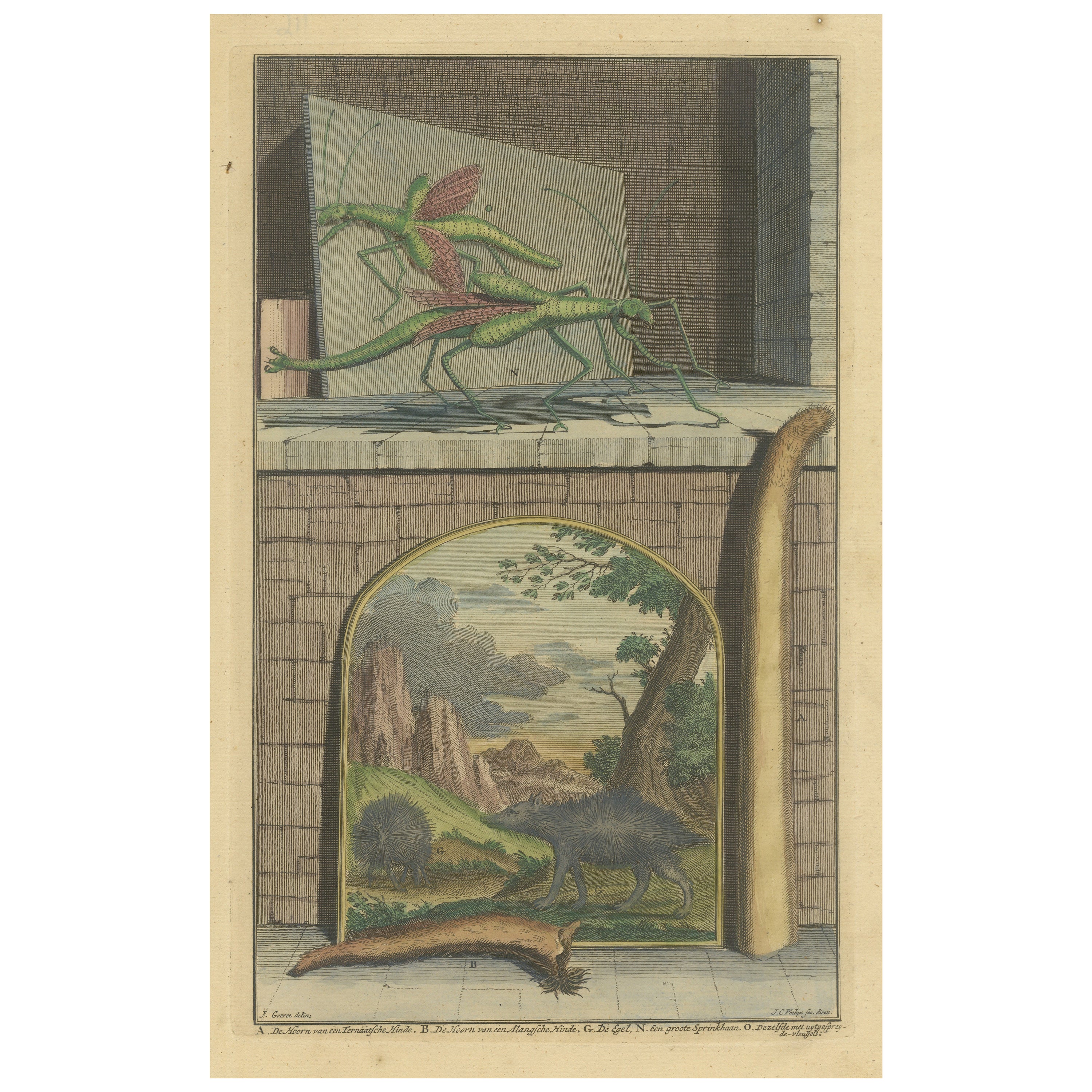Colored Antique Print of a Grasshopper, Hedgehogs and the Horn of Doe For Sale