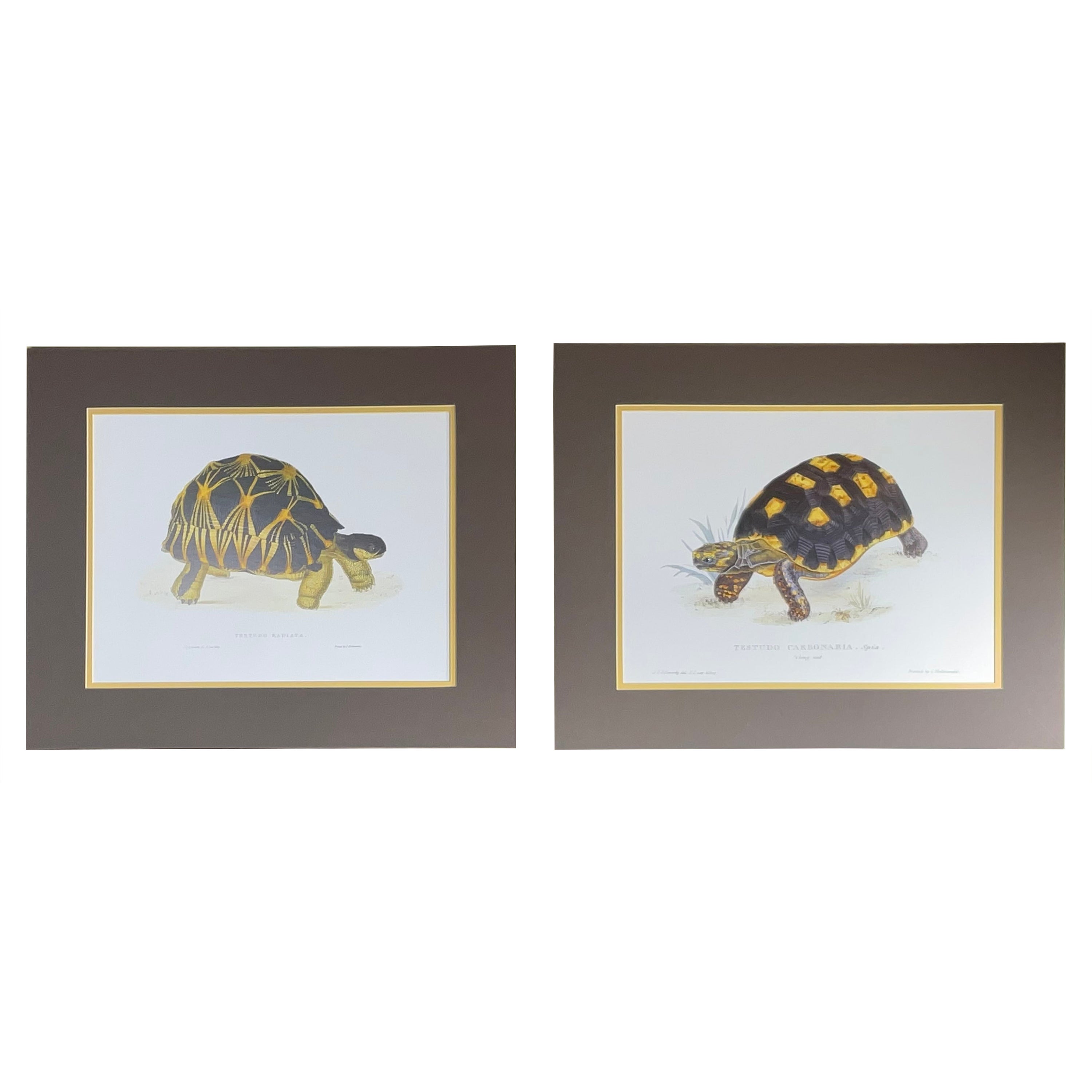 Ein Paar ungerahmte Schildkrötendrucke