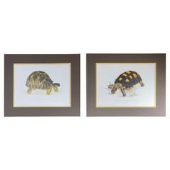 Pair of Unframed Turtle Print