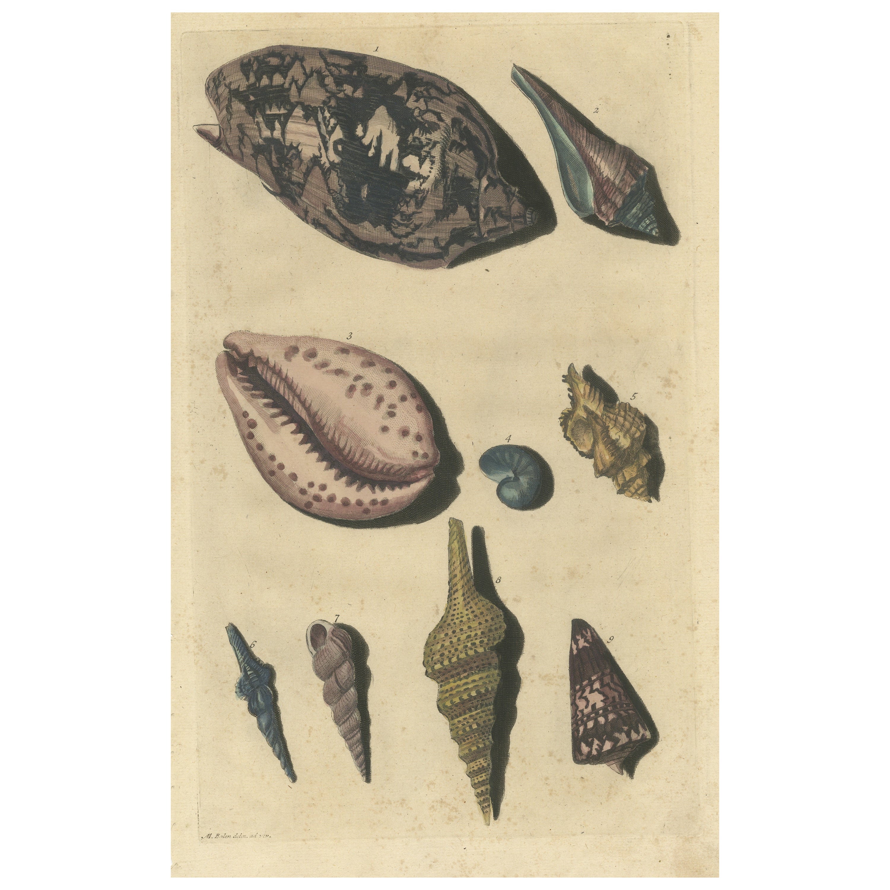 Impression ancienne colorée de divers coquillages et mollusques de mer en vente