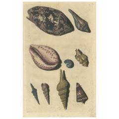 Colored Used Print of various Sea Shells and Molluscs