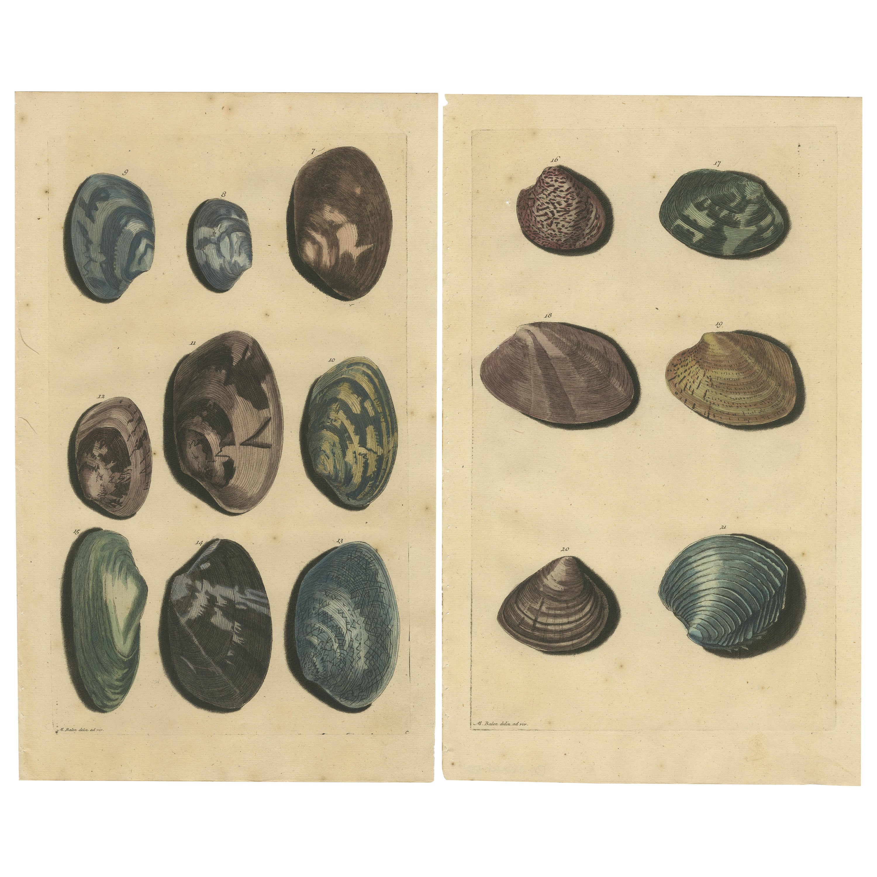 Ensemble de 2 gravures anciennes colorées de divers coquillages et mollusques de mer