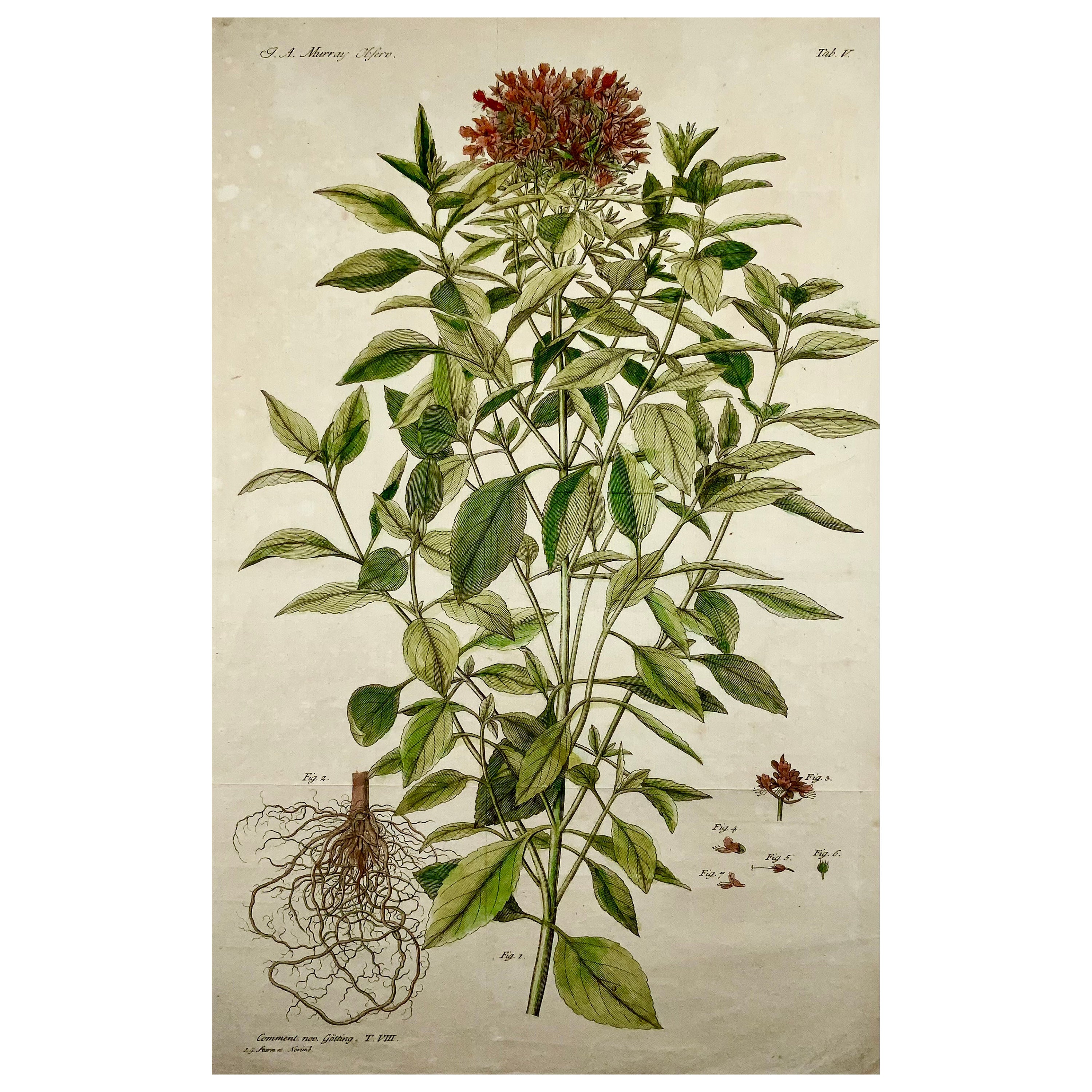 Red Basil, Herbs, Large Folio, J. G. Sturm for Johan Andreas Murray