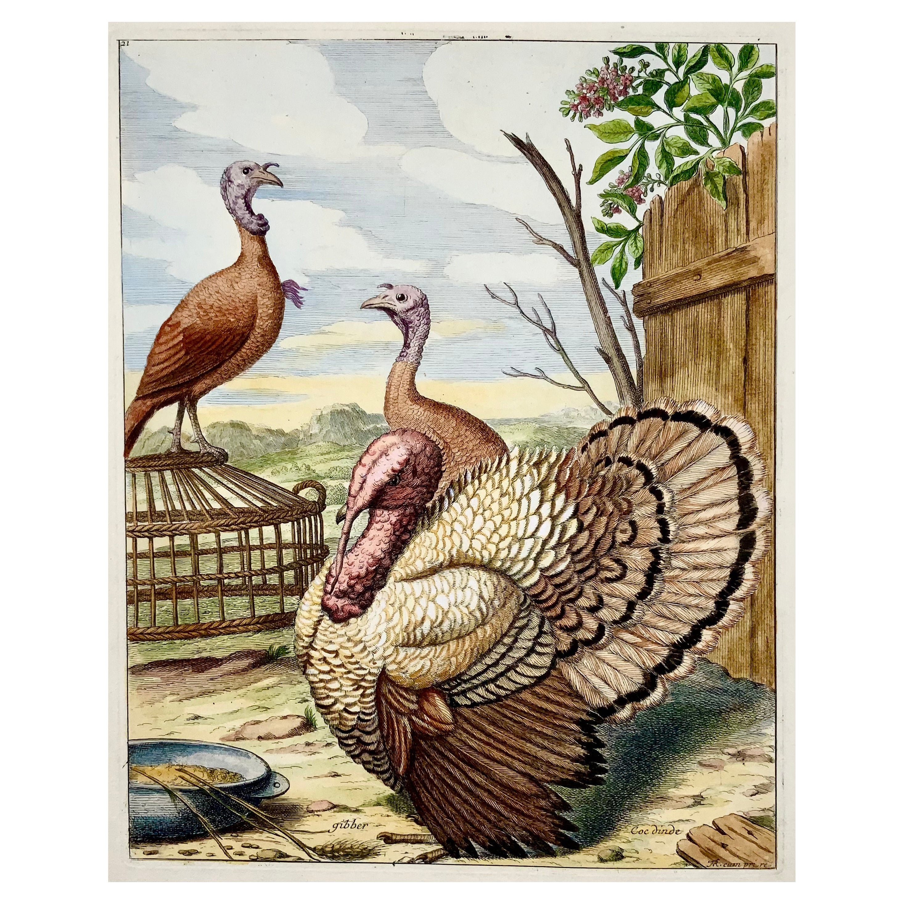 1673 Turkey, Poultry, Nicolas Robert, Folio Etching in Hand Color For Sale