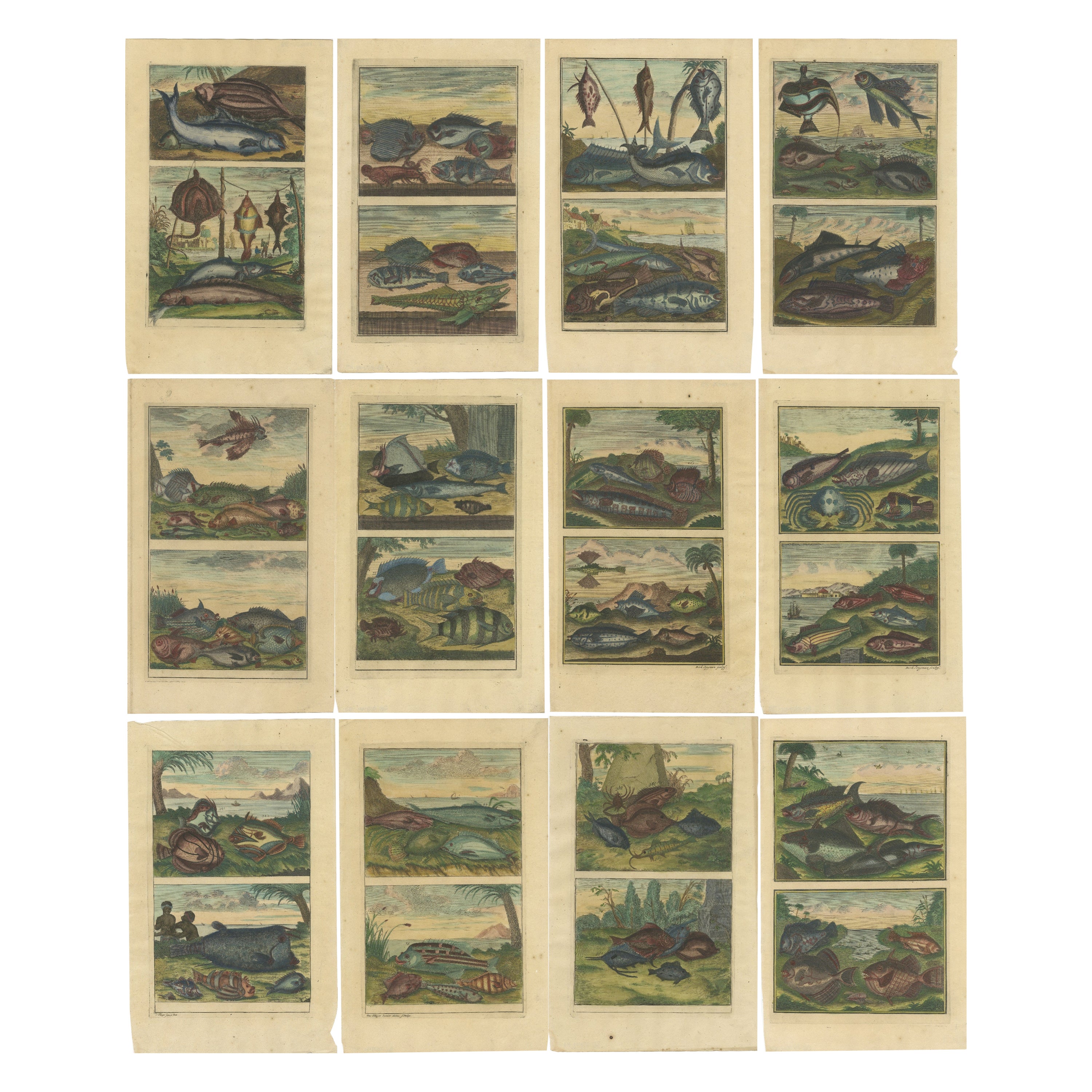 Set von 12 farbigen antiken Drucken von verschiedenen Fischen und Kreuzblumen