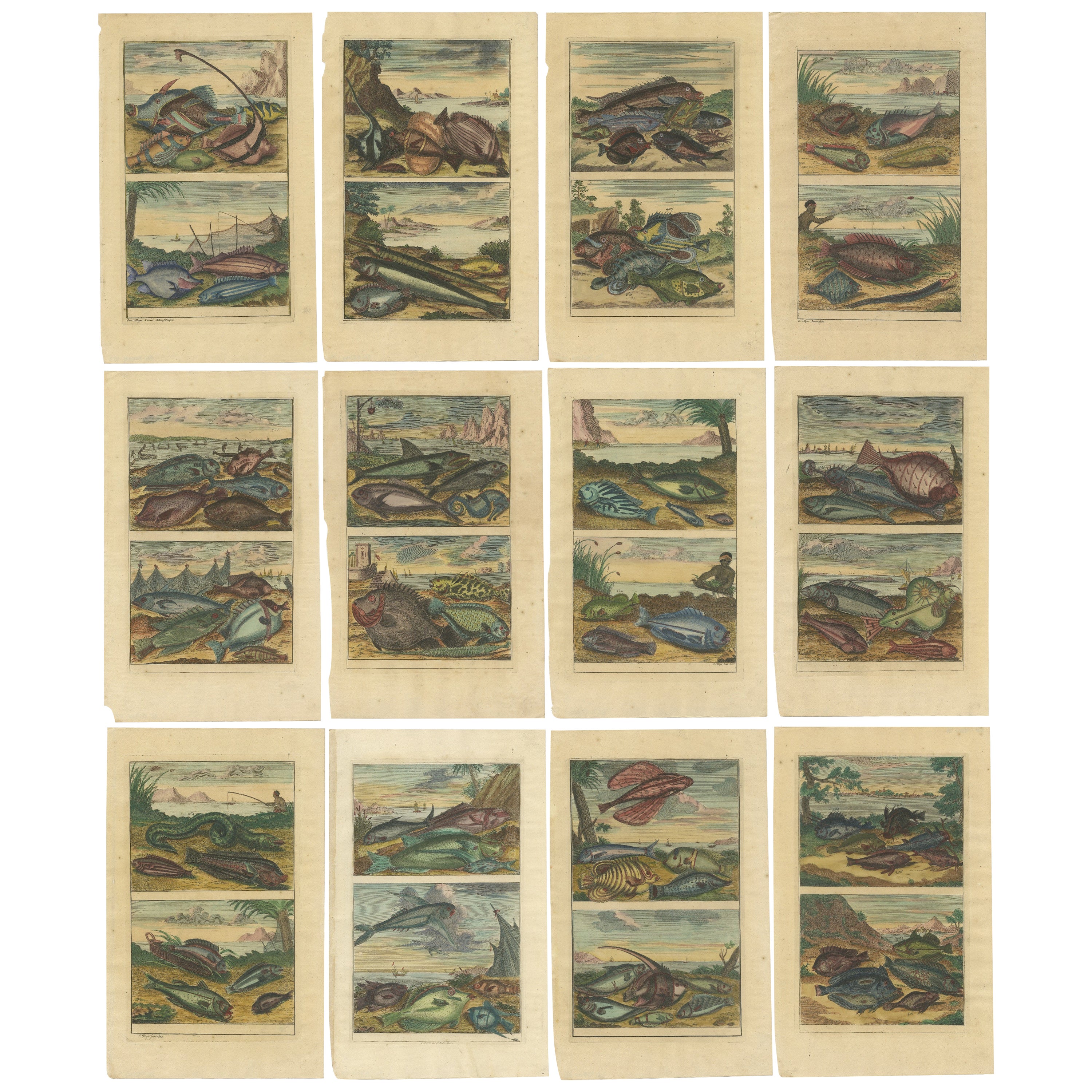 Satz von 12 farbigen antiken Drucken verschiedener Fischarten und anderer Meeresbewohner