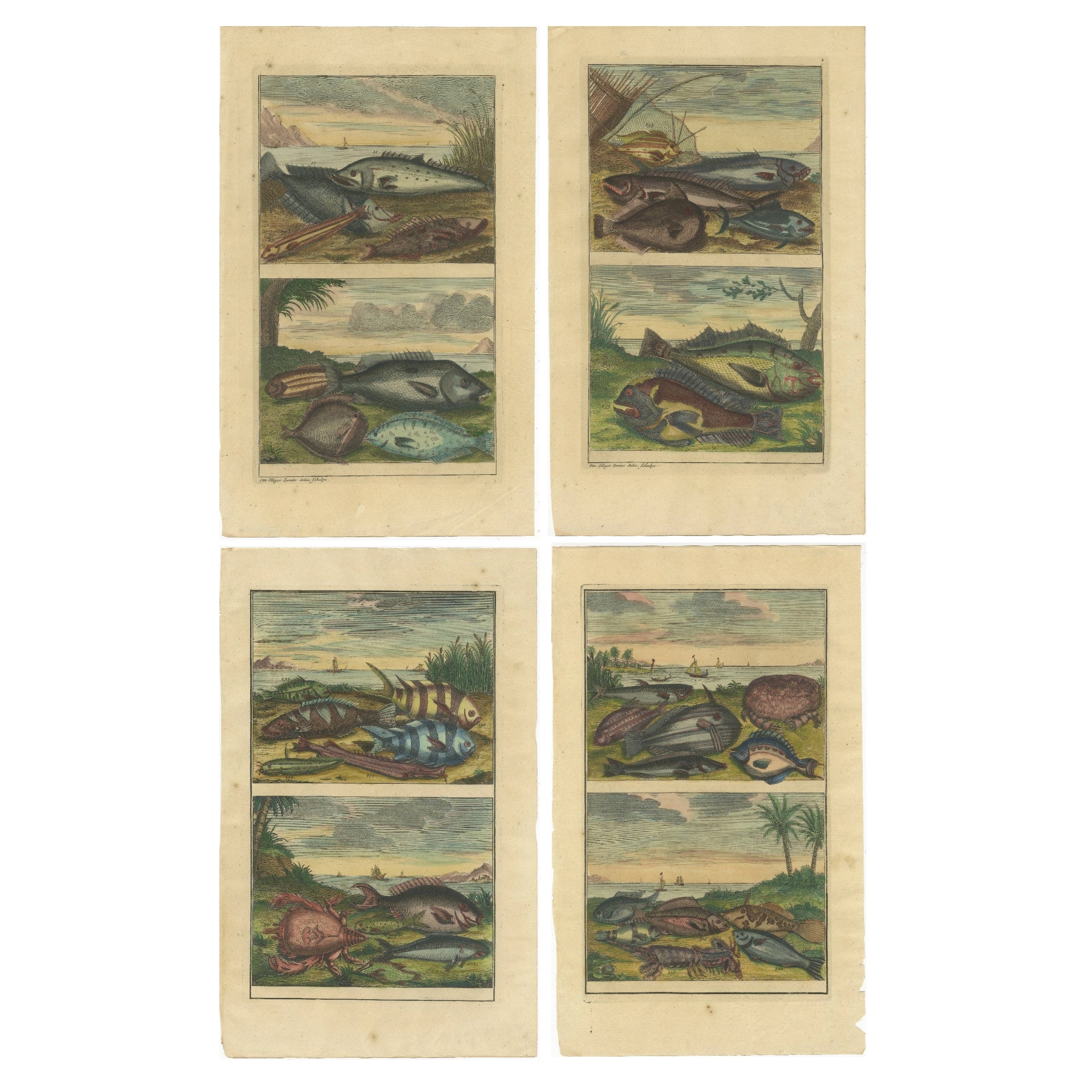 Set von 4 farbigen antiken Drucken von verschiedenen Fischen und Kreuzblumen