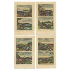 Ensemble de 4 estampes anciennes colores de poissons et de crustaces divers