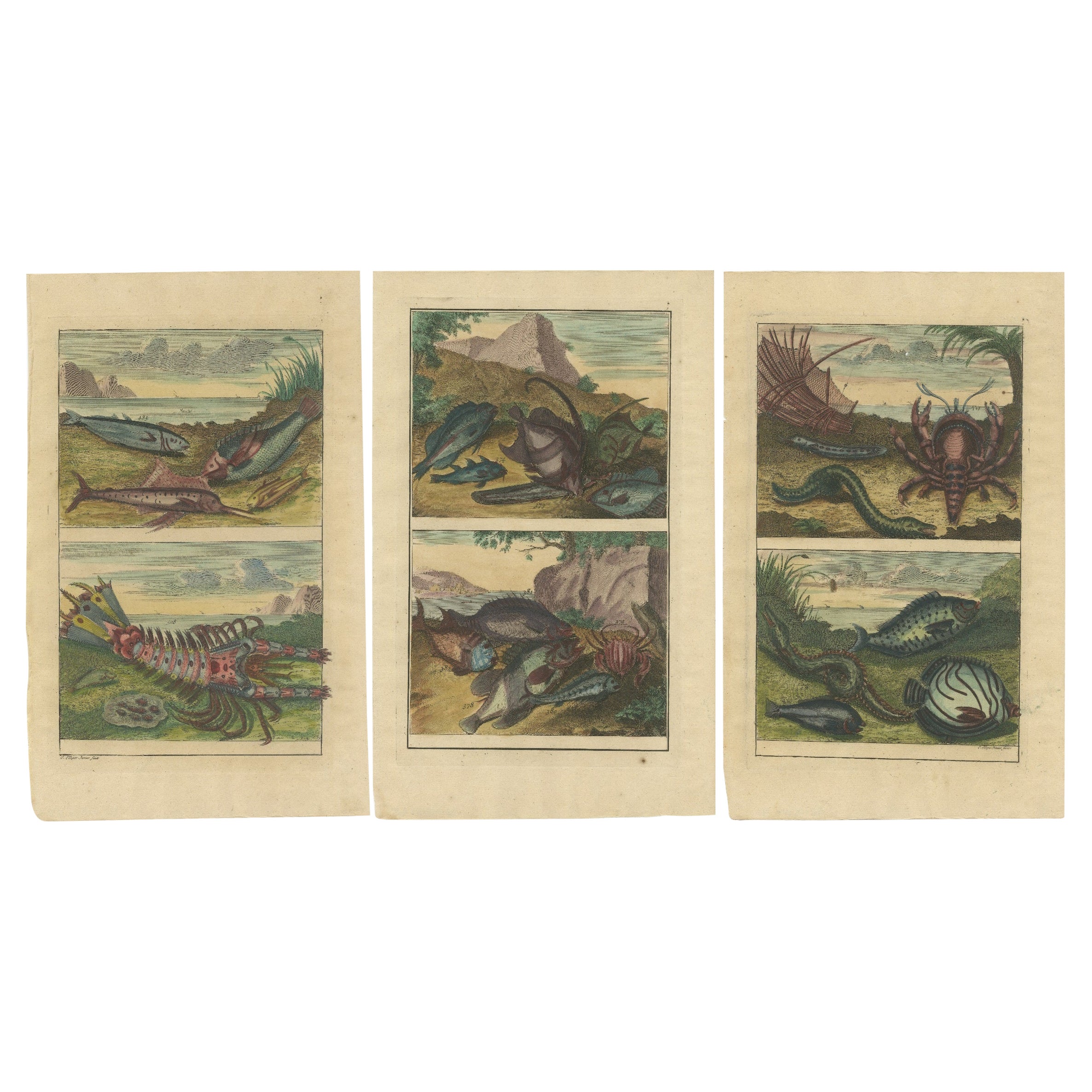 Set of 3 Colored Antique Prints of various Fishes and Crustaceans For Sale