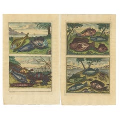 Set of 2 Colored Used Prints of Various Fishes and Crustaceans