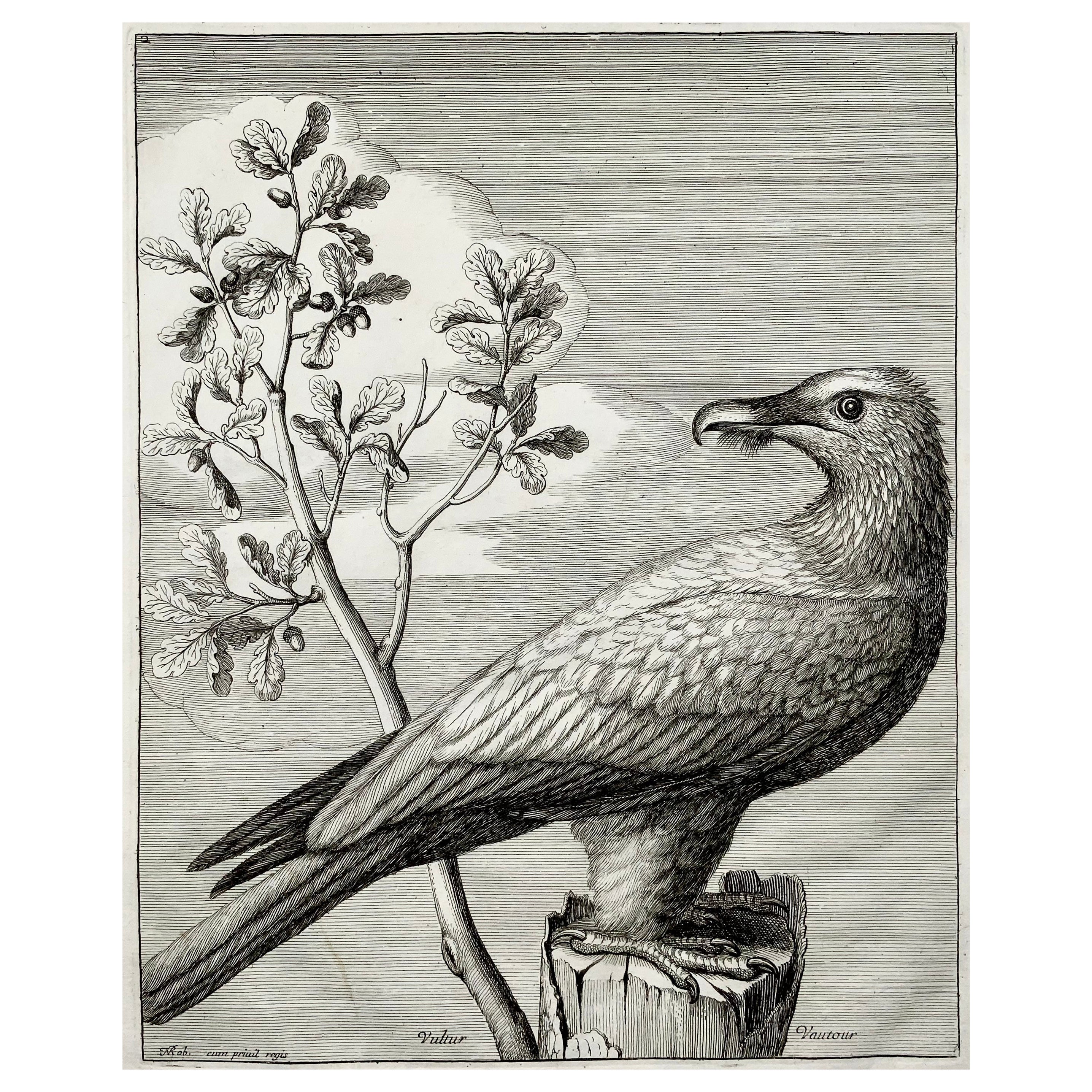 Vulture, Bird of Prey, Nicolas Robert, Folio Etching
