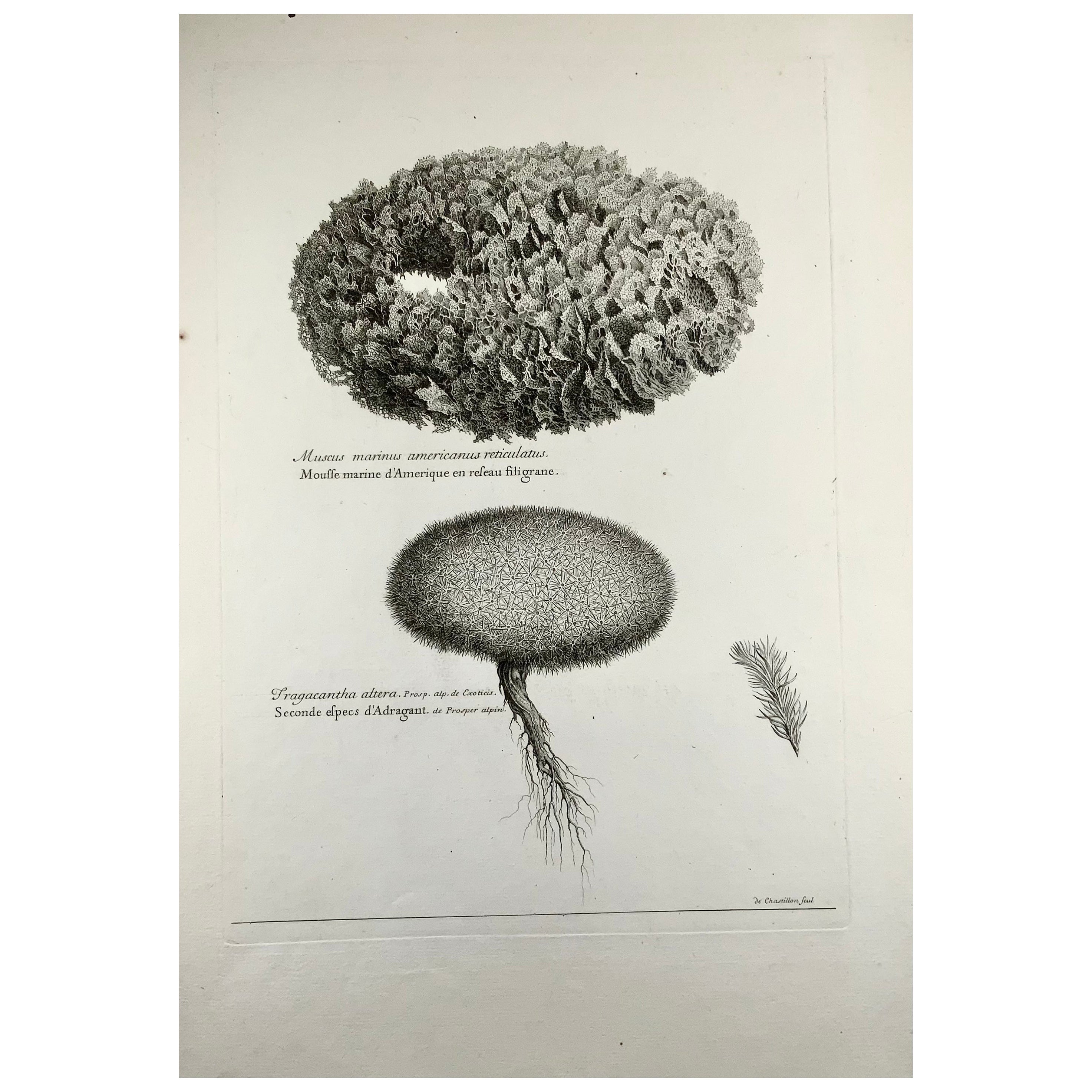 Amerikanische Korallenlina, Nicholas Robert (1610-1684); de Chastillon, Meeresleben 54cm