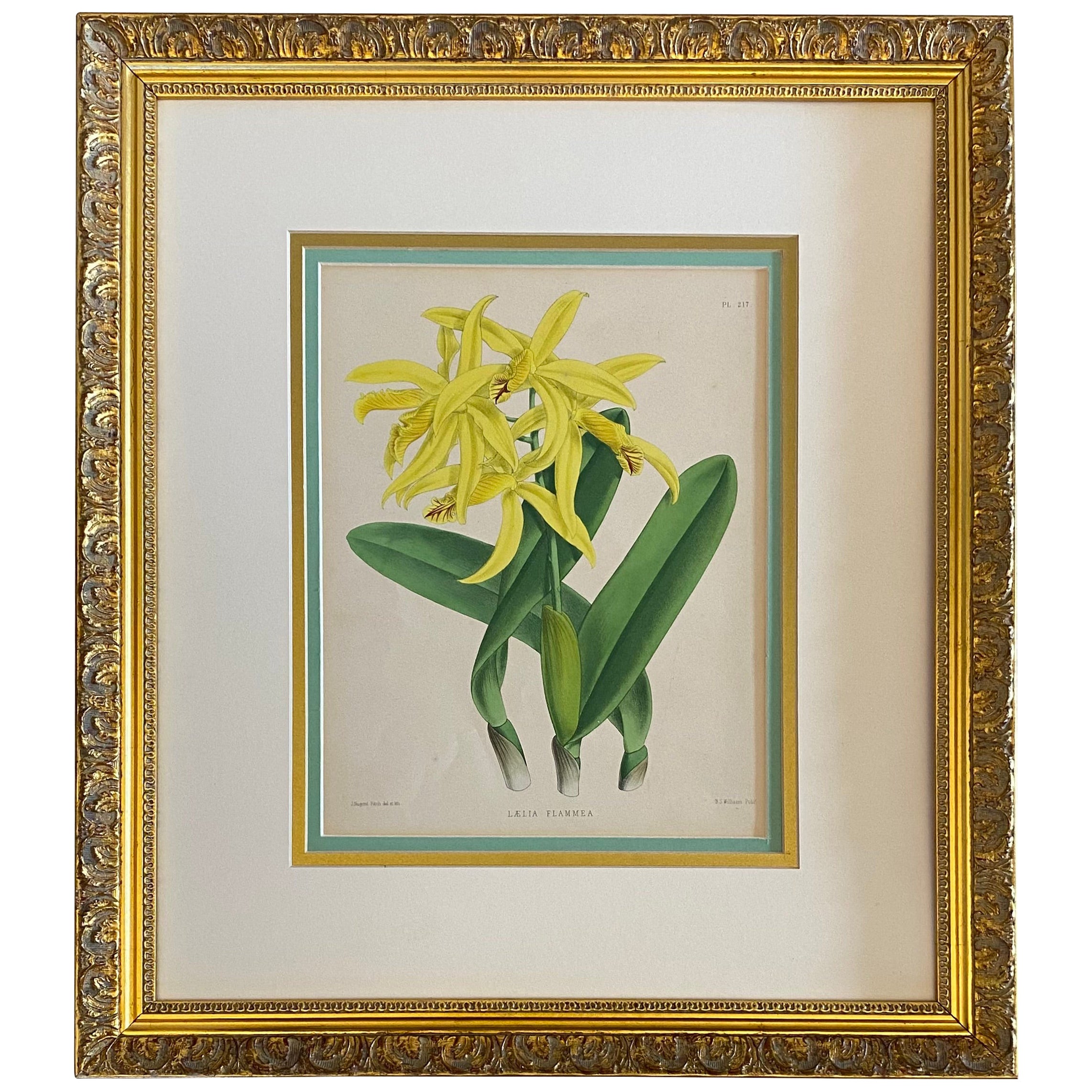 Antique Botanical Print in Gilt Wood Frame, Lalia Flammea Yellow Flower