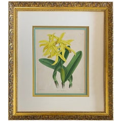 Antique Botanical Print in Gilt Wood Frame, Lalia Flammea Yellow Flower