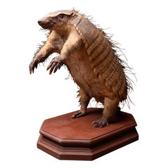 Antique 19th C Armadillo Mount in sitting position on  wooden base