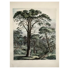 Scotch Fir at Dunmore, Jacob Strutt, Imp, Etched, Hand Colour