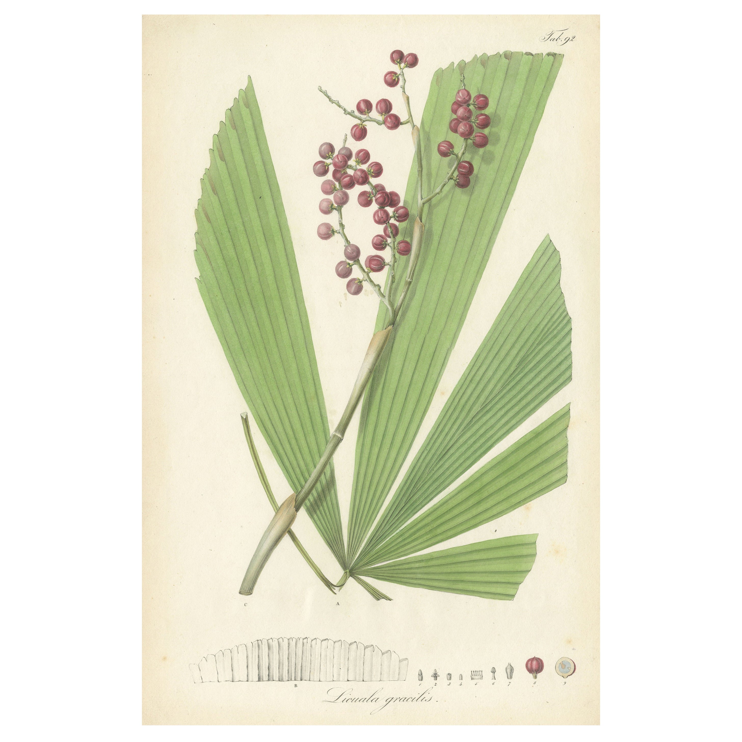 Antique Botany Print of Licuala Gracilis, a Fan Palm For Sale