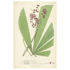 Antique Botany Print of Licuala Gracilis, a Fan Palm