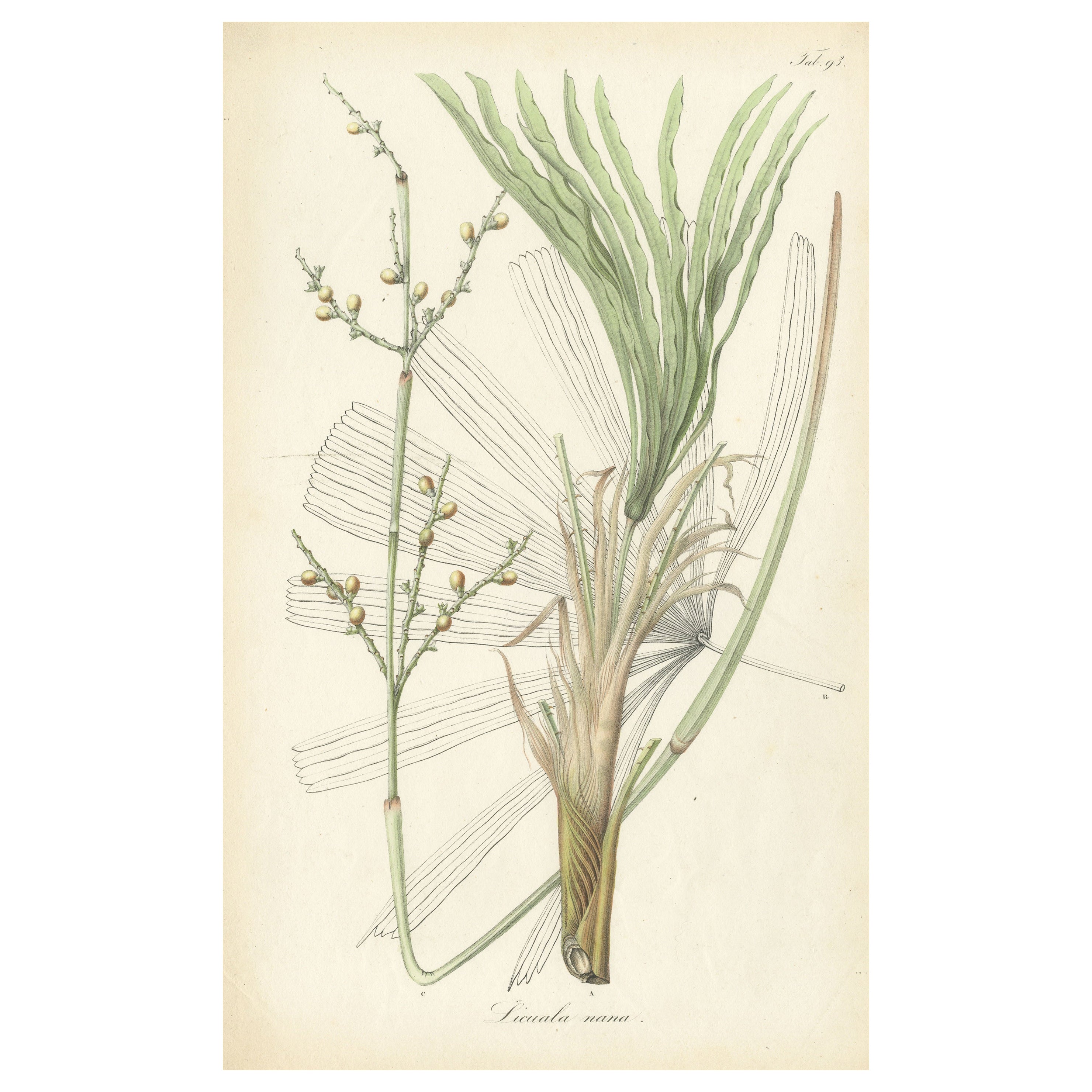 Antique Botany Print of Licuala Nana, a Fan Palm For Sale