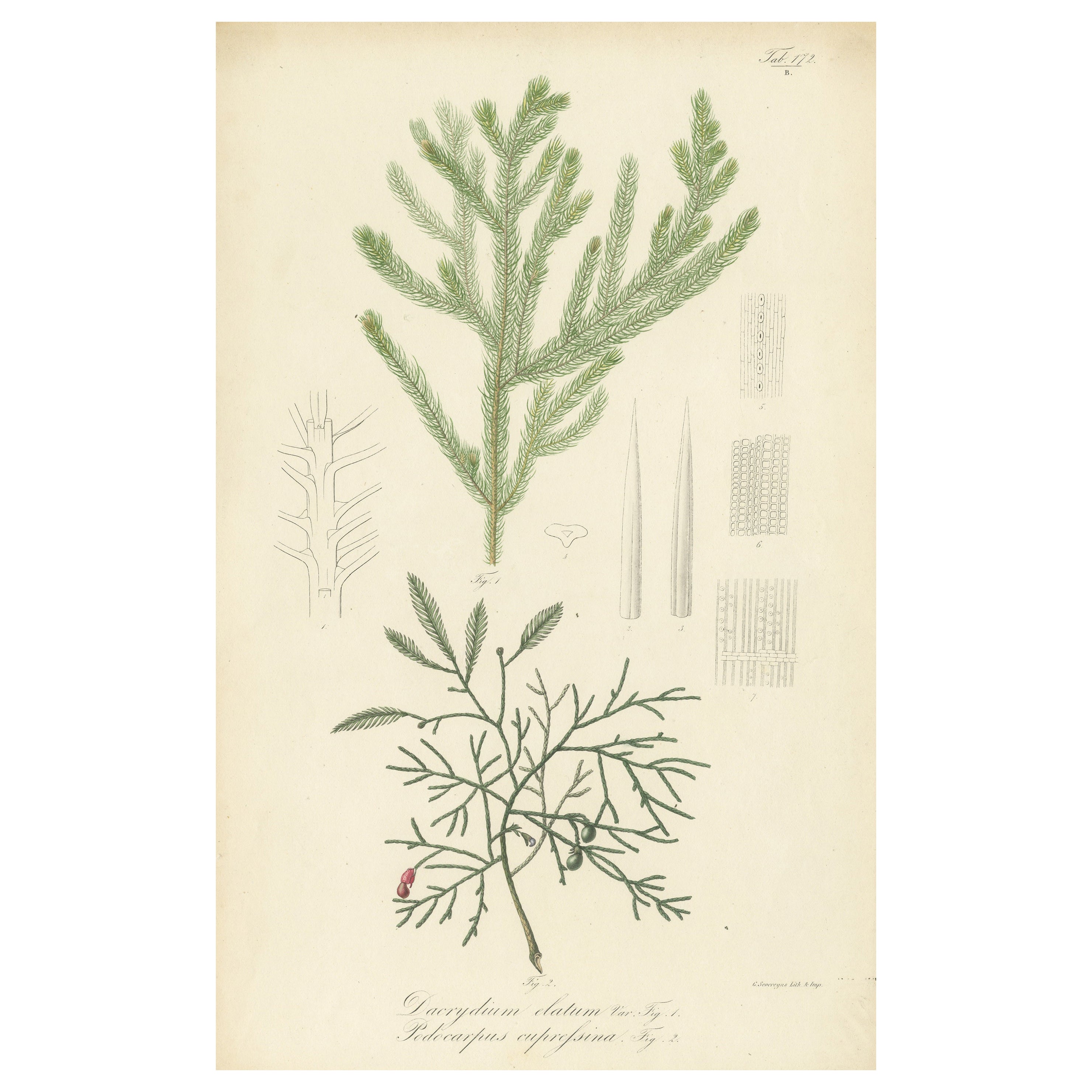 Antique Botany Print of Dacrydium Elatum and a Podocarpus Species For Sale