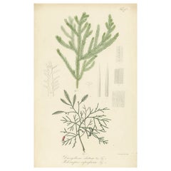 Antiker Botanik-Druck von Dacrydium-Elatum und Podocarpus-Exemplaren