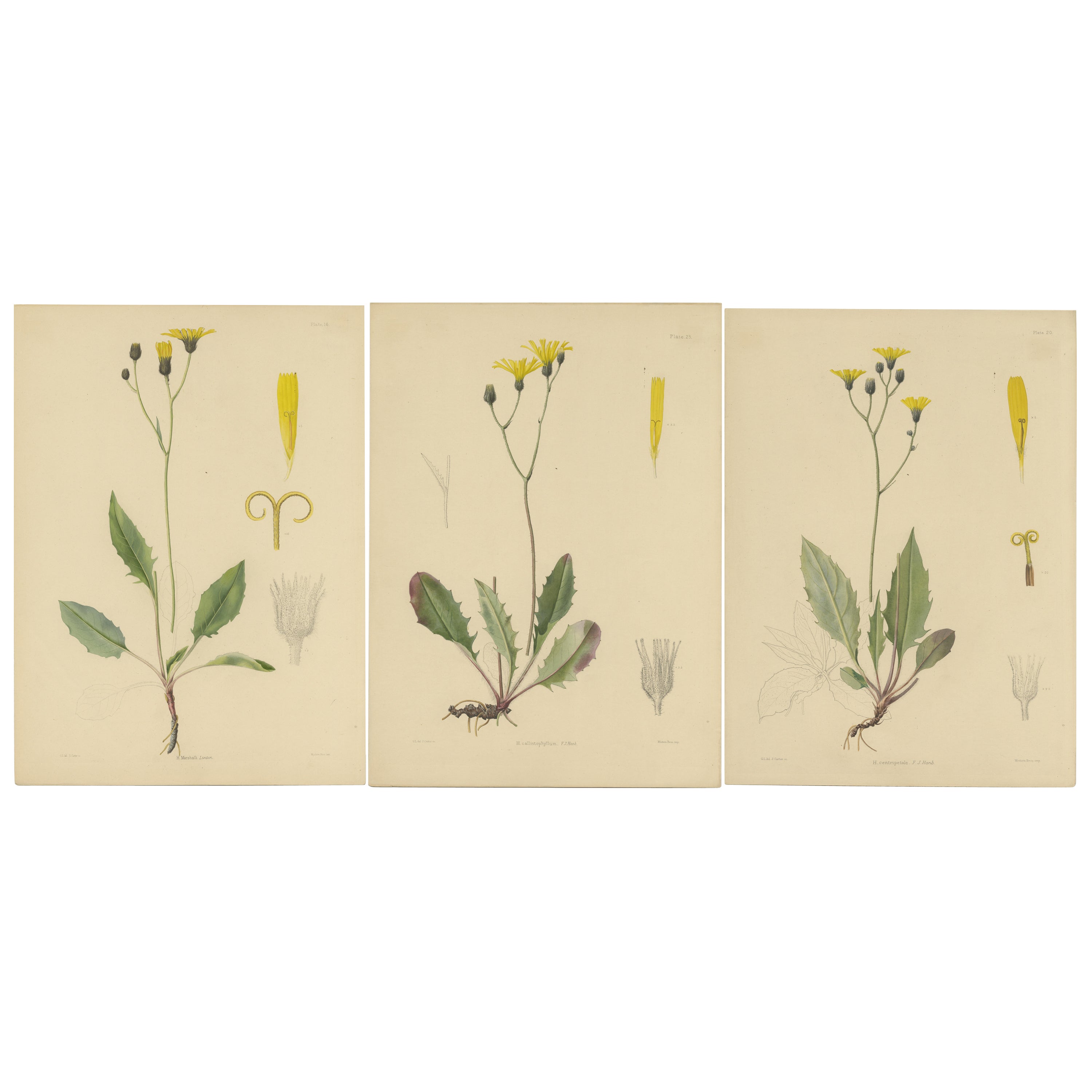 Ensemble de 3 estampes botaniques anciennes de H. Marshalli et autres plantes à fleurs