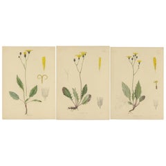 Lote de 3 láminas antiguas de botánica H. Marshalli y otras plantas con flores