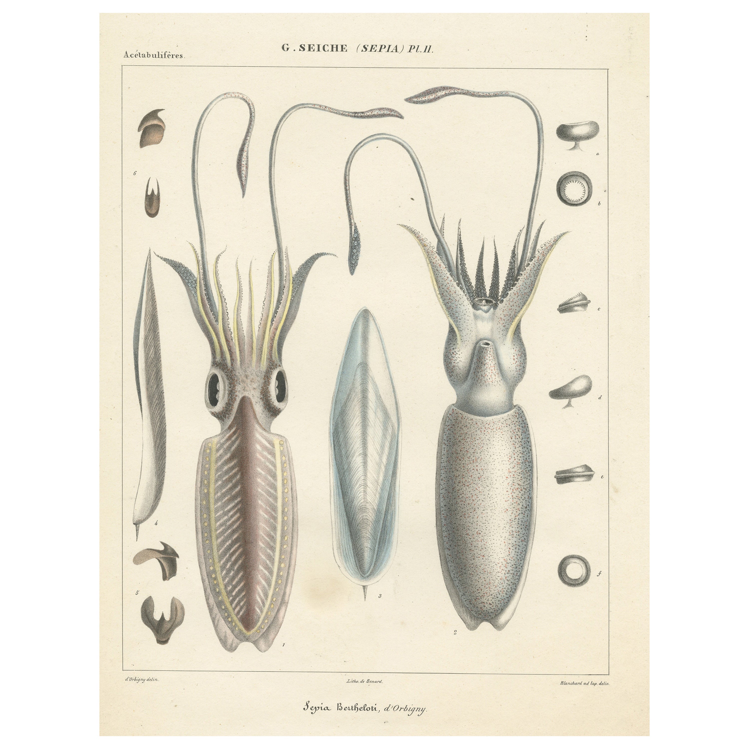 Antique Print of Sepia Bertheloti or the African Cuttlefish For Sale