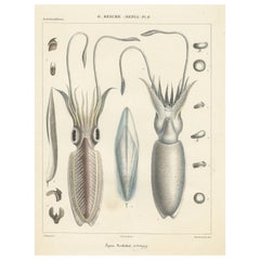 Antique Print of Sepia Bertheloti or the African Cuttlefish