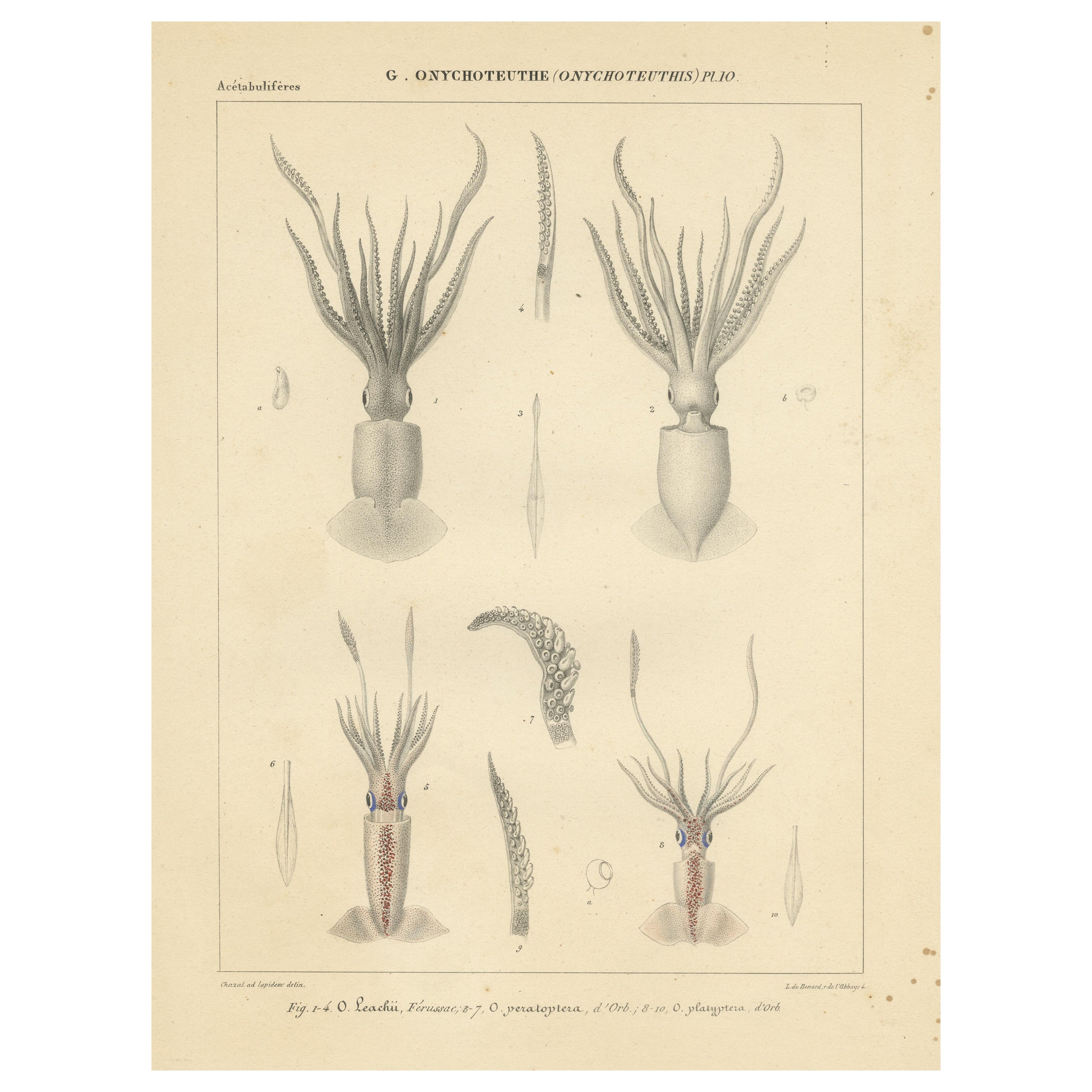 Antique Print of Onychoteuthis Squid species
