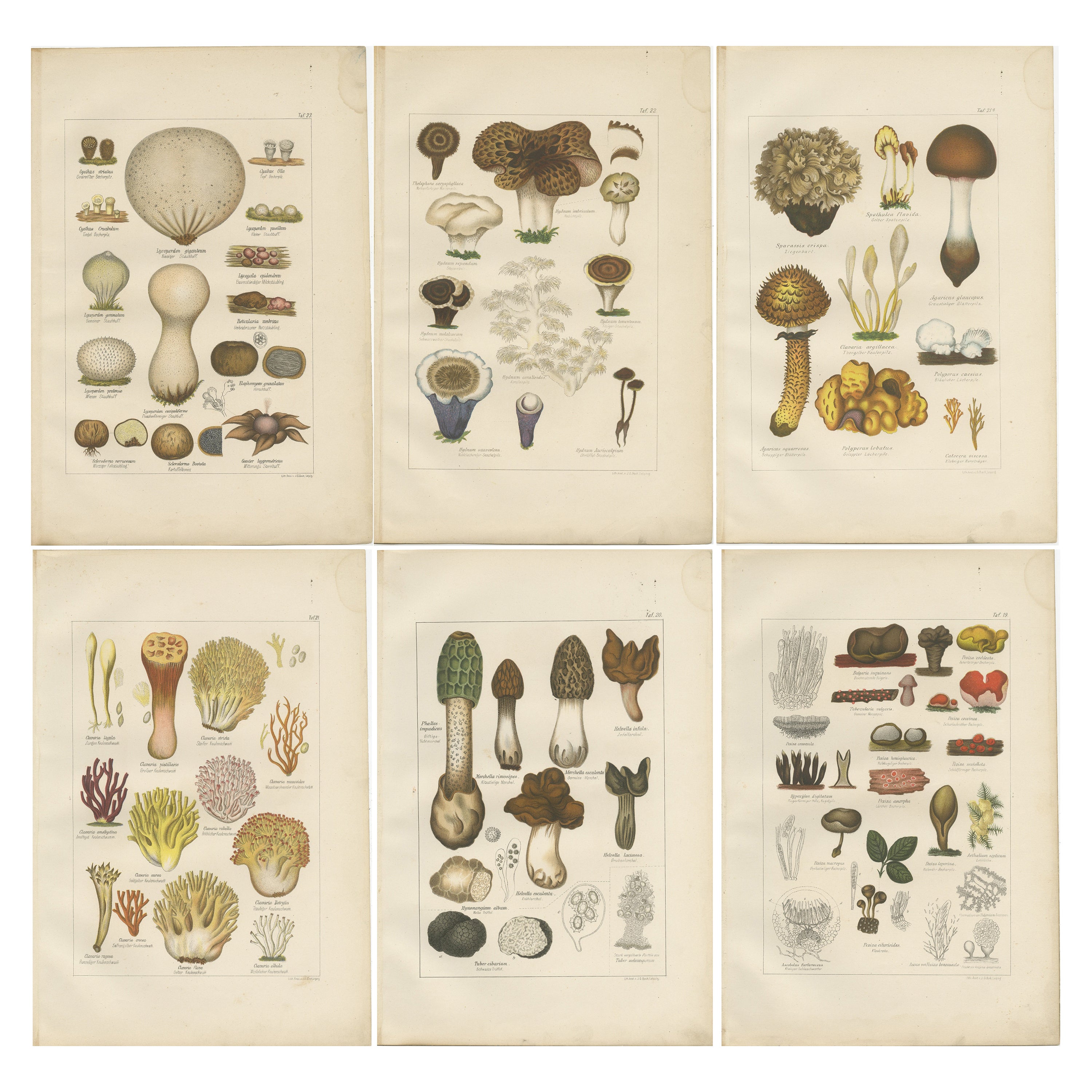Set von 6 antiken Mycology-Druckdrucken des Common Stinkhorn und anderer Pilze im Angebot
