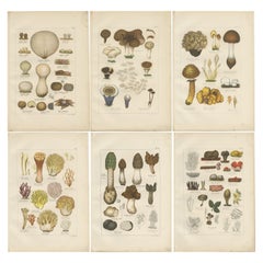 Set von 6 antiken Mycology-Druckdrucken des Common Stinkhorn und anderer Pilze