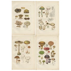 Botanical Treasures: Set of Four Antique Mycology Prints, 1875
