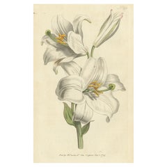 Antiker Botanik-Druck von Litium Candidum oder weißer Lilie