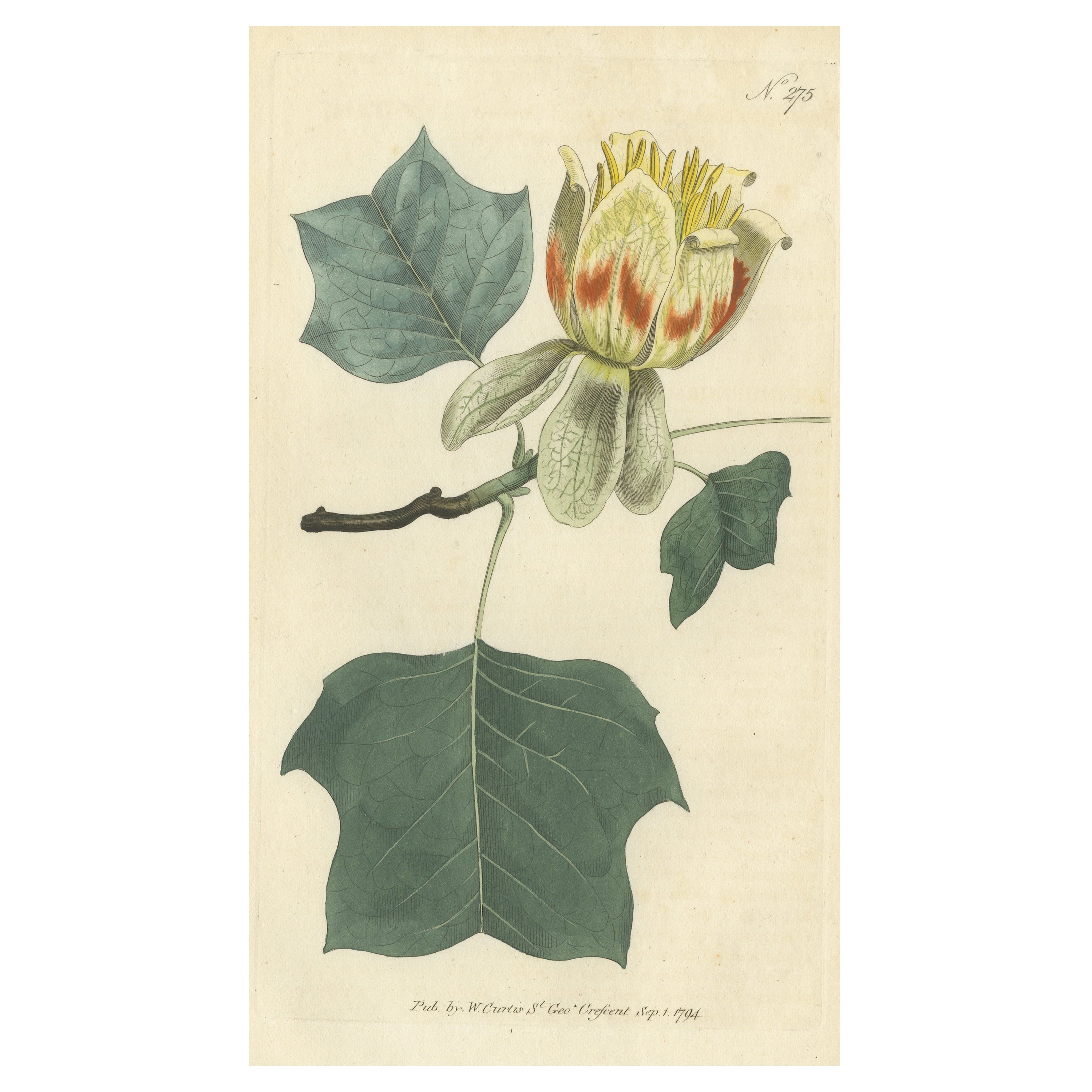 Impression botanique ancienne de tulipe riodendron Tulipifera ou tulipe commune