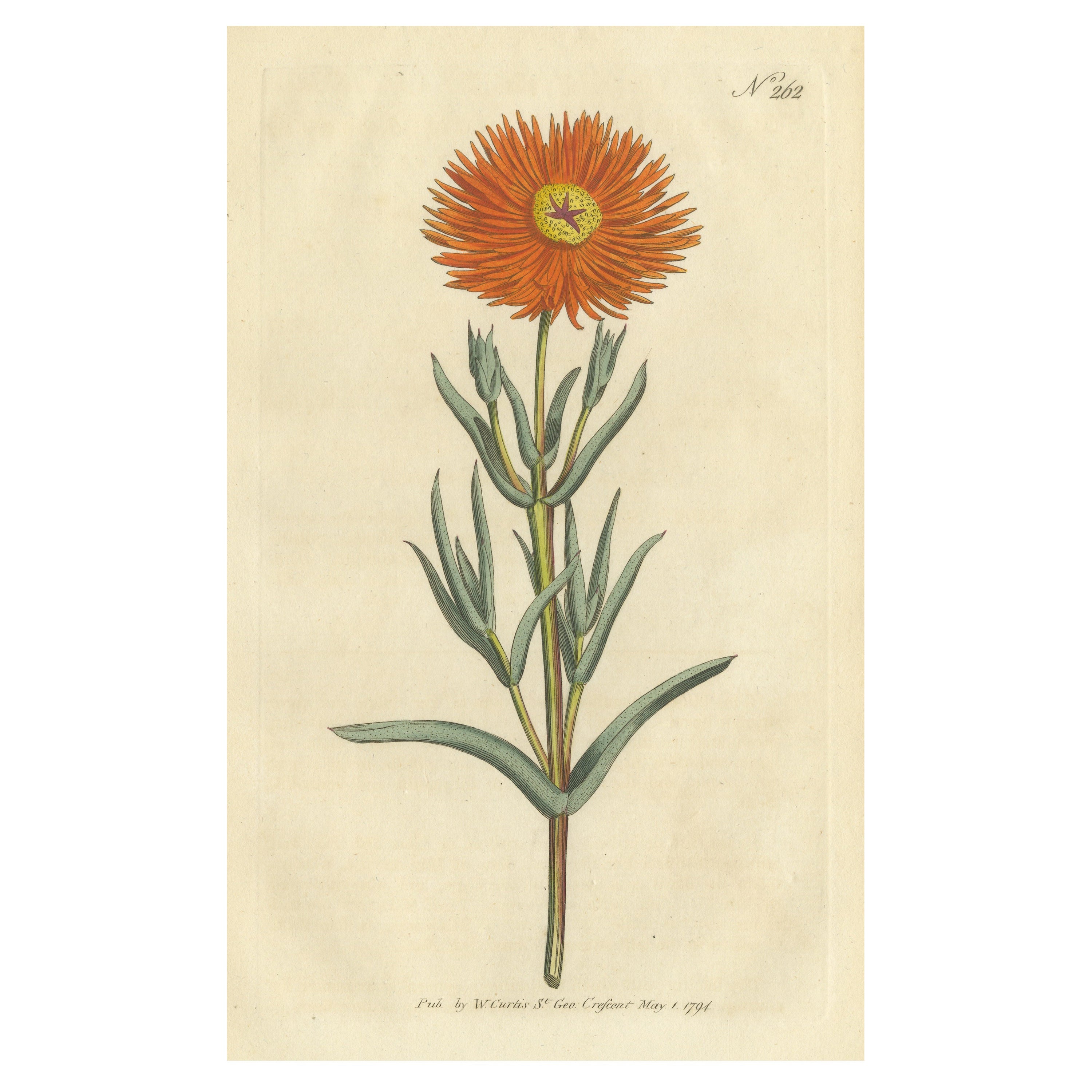 Antique Botany Print of Mesembryanthemum Aureum or Golden Fig-Marigold For Sale