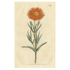 Impression botanique ancienne de mesembryanthemum Aureum ou figue-marine dorée