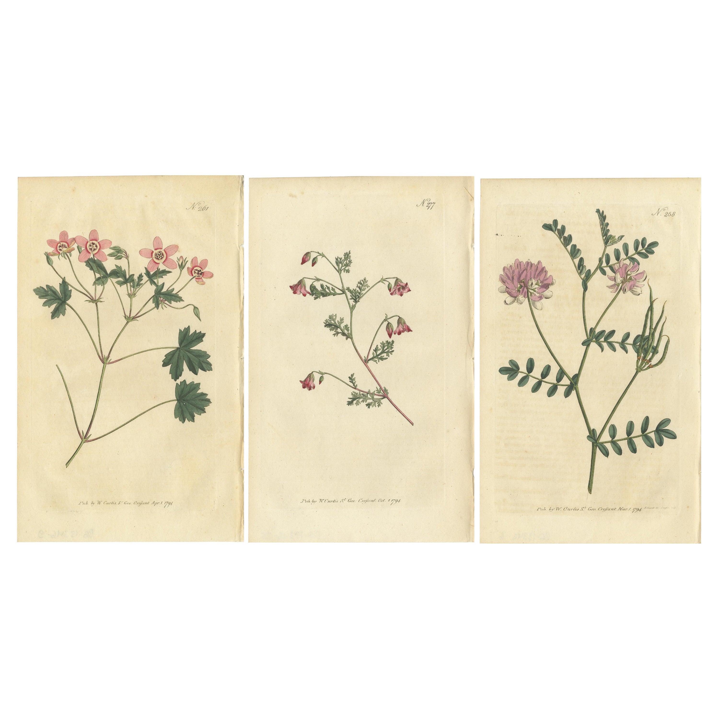 Set of 3 Antique Botany Prints - Crane's Bill - Mahernia - Coronilla For Sale