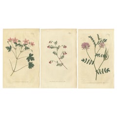Set of 3 Antique Botany Prints - Crane's Bill - Mahernia - Coronilla