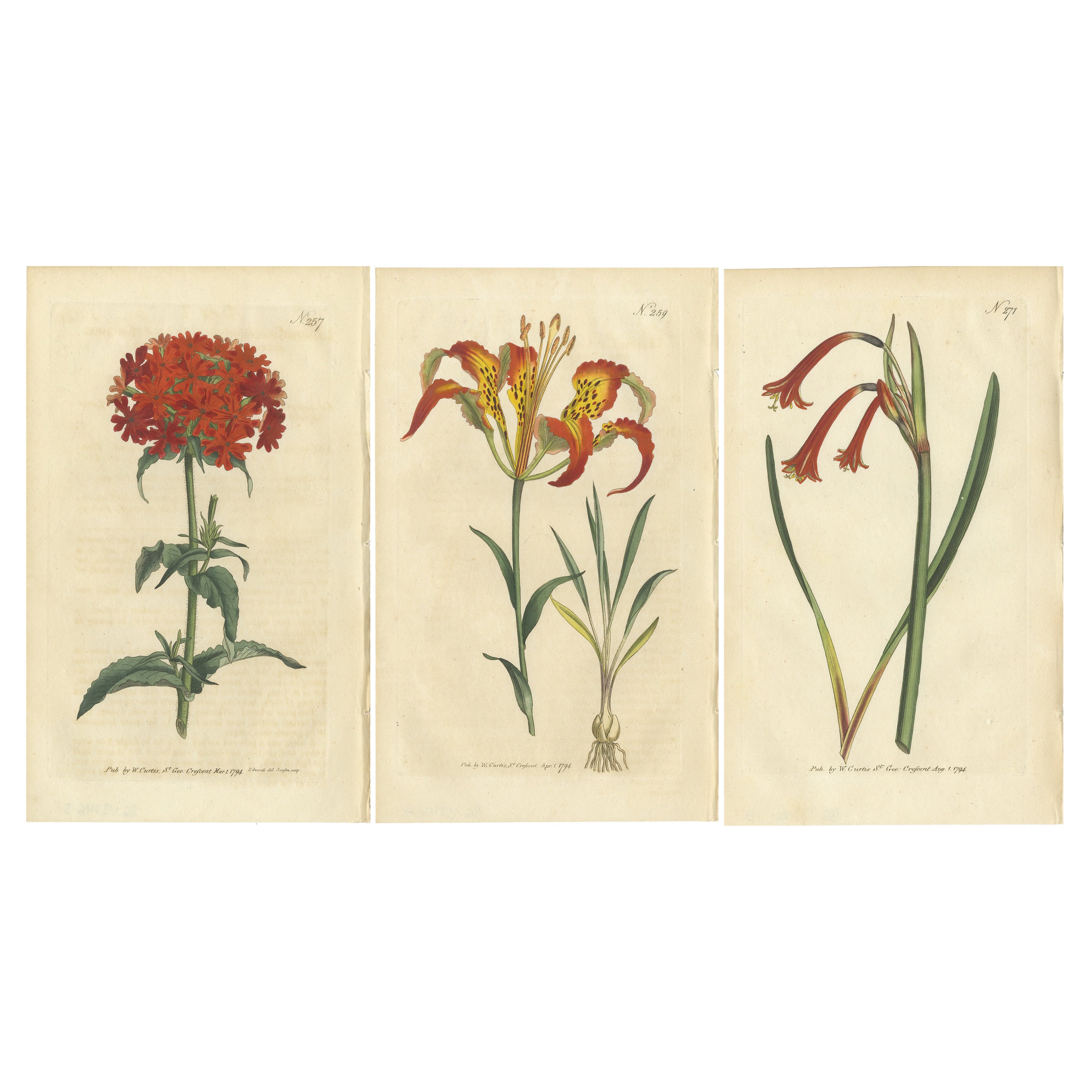 Three Botany Prints Full Color Original Engravings, 1794 For Sale