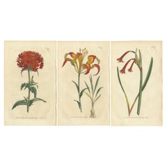 Trois gravures botaniques en couleur d'origine, 1794