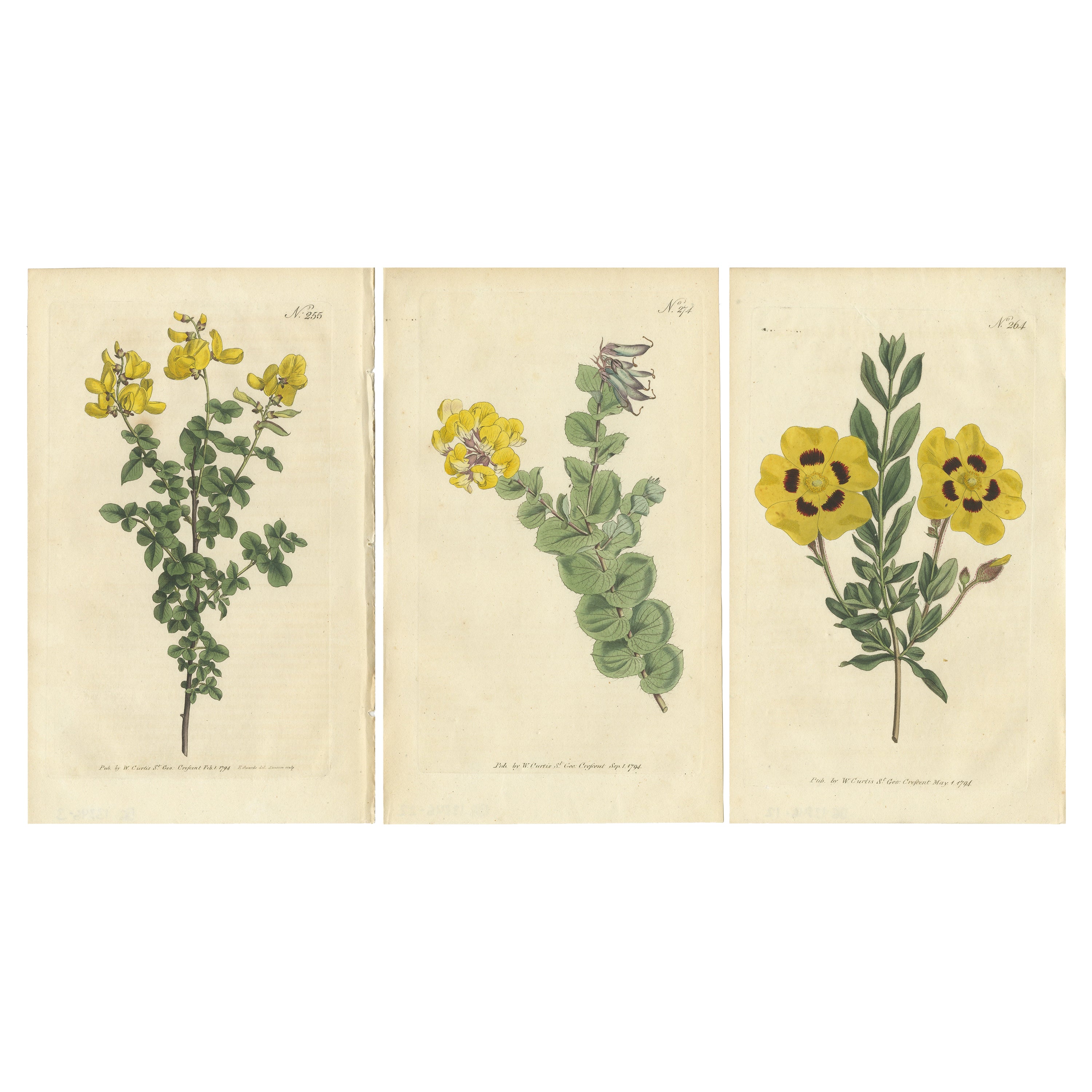 Set of 3 Antique Botany Prints, Common Cytisus, Borbonia, Cistus