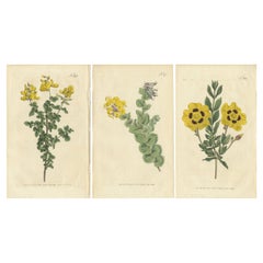 Set von 3 antiken Botanik-Druckdrucken, Common Cytisus, Borbonia, Cistus