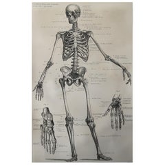 Original Vintage Medical Print-Skeleton, C.1900